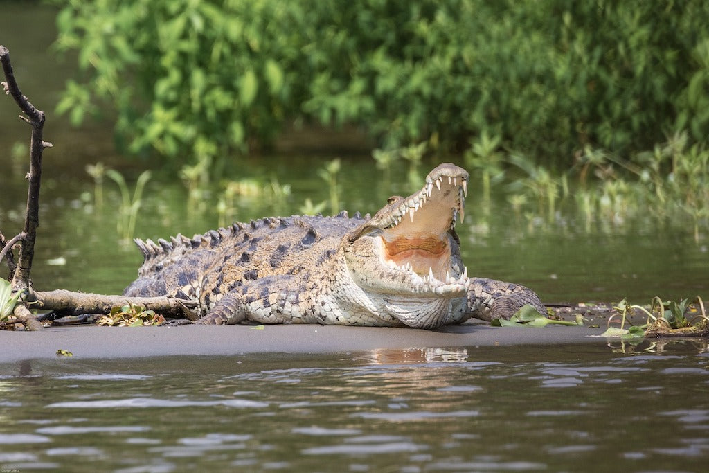 Crocodile fun facts 