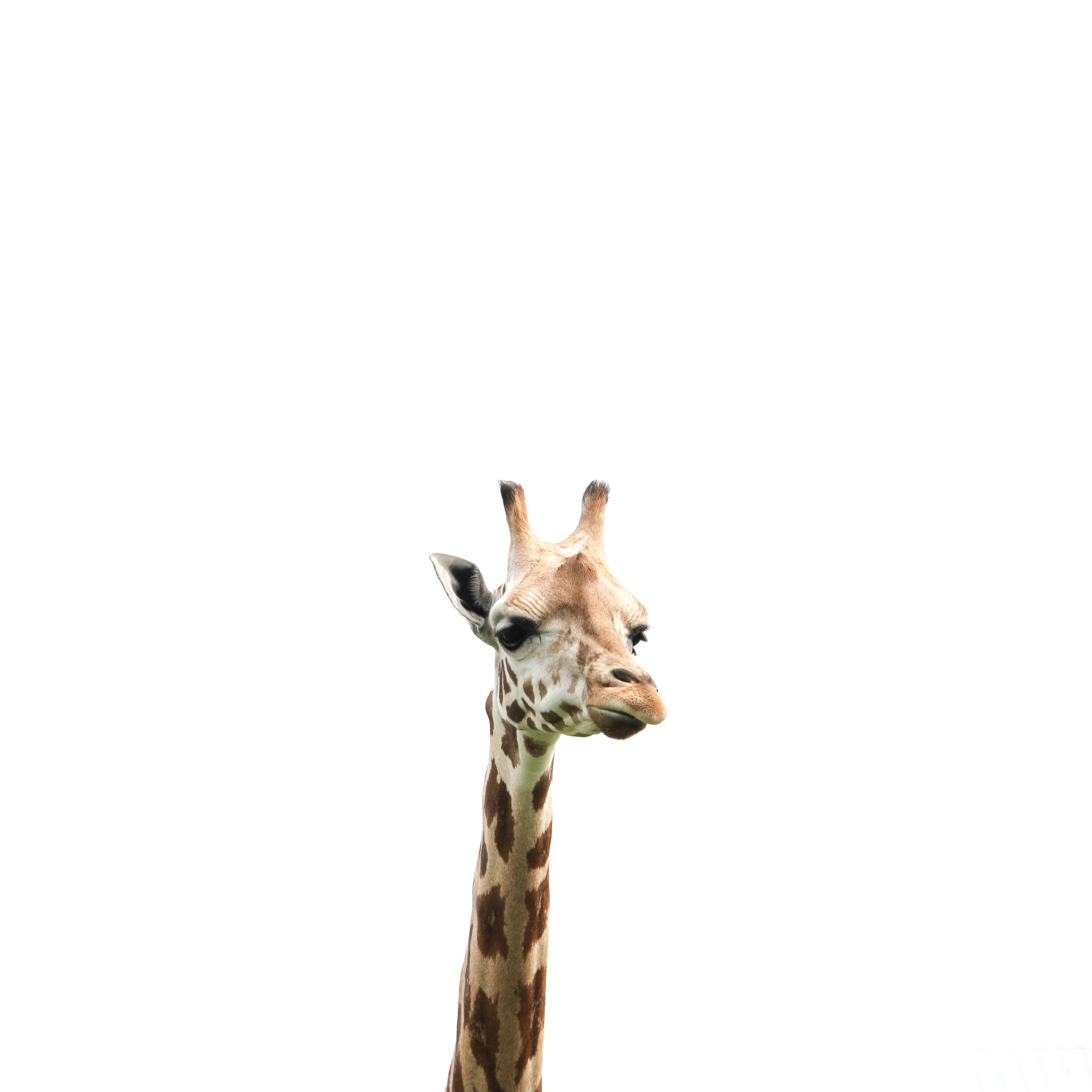 giraffe fun facts 