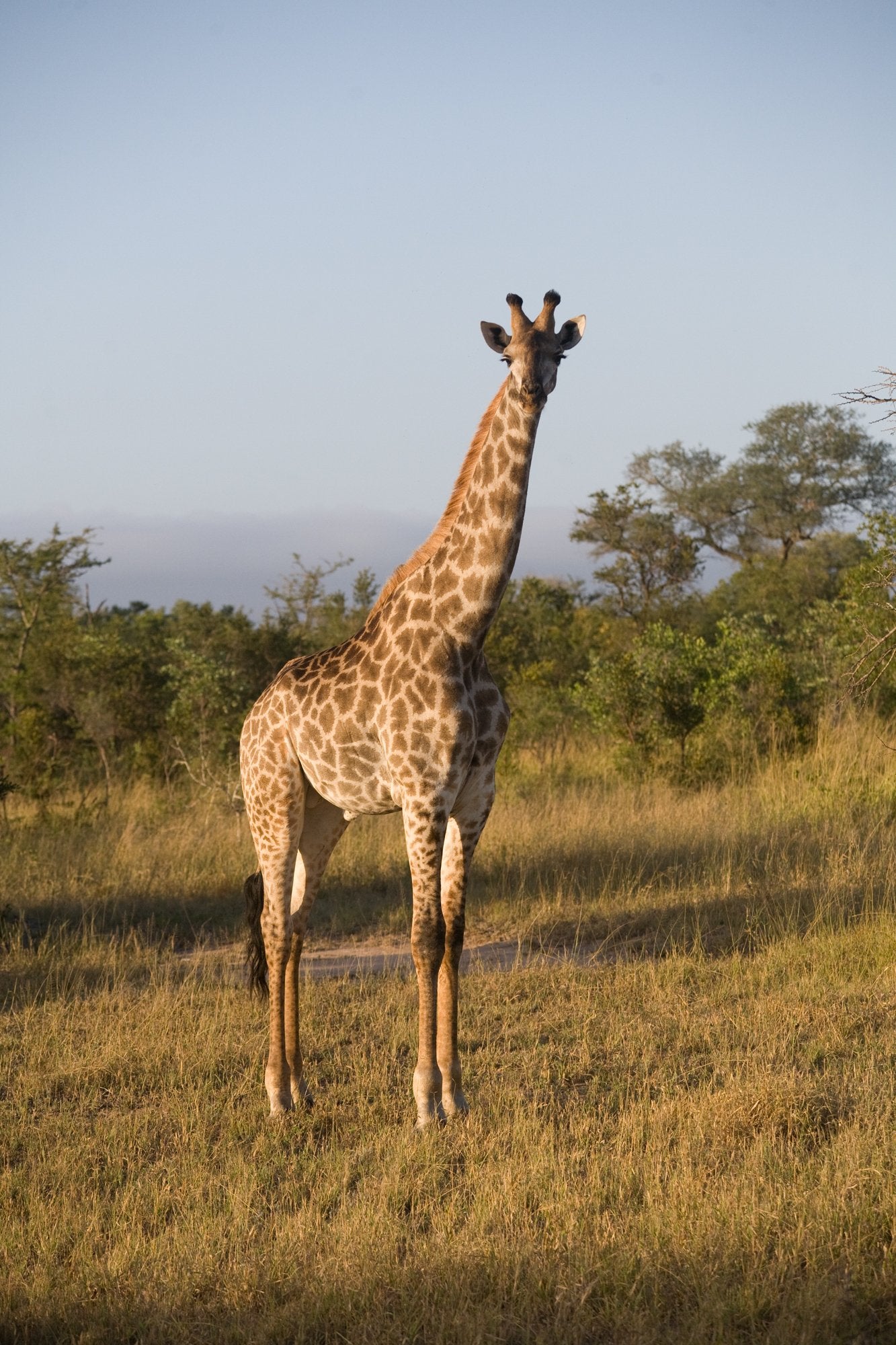 Giraffe fun facts