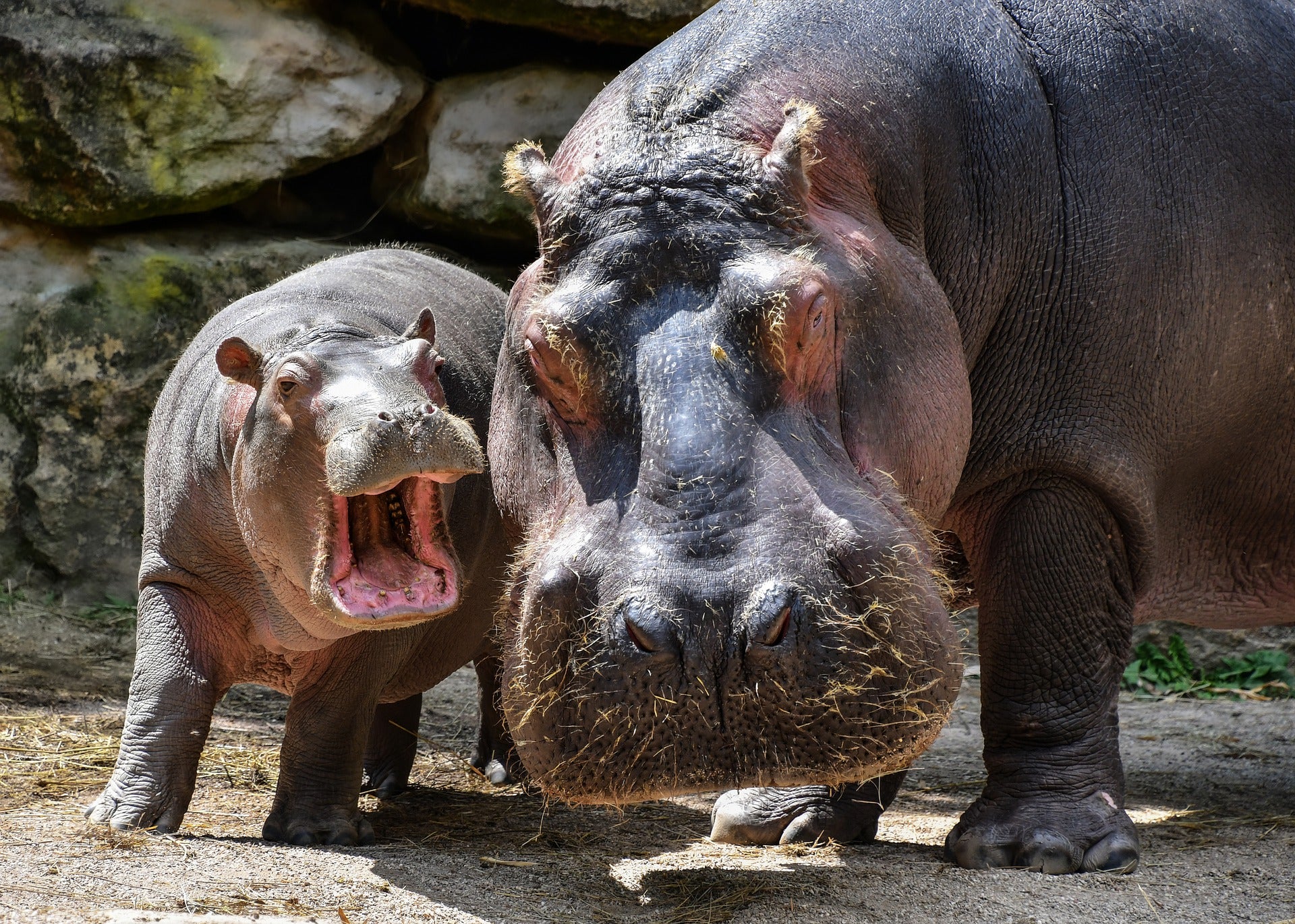 baby hippo facts 