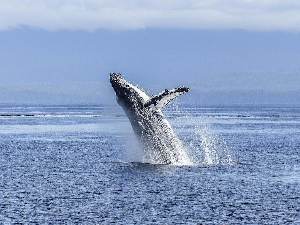 whale fun facts