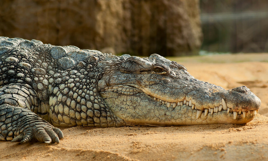 Crocodile teeth