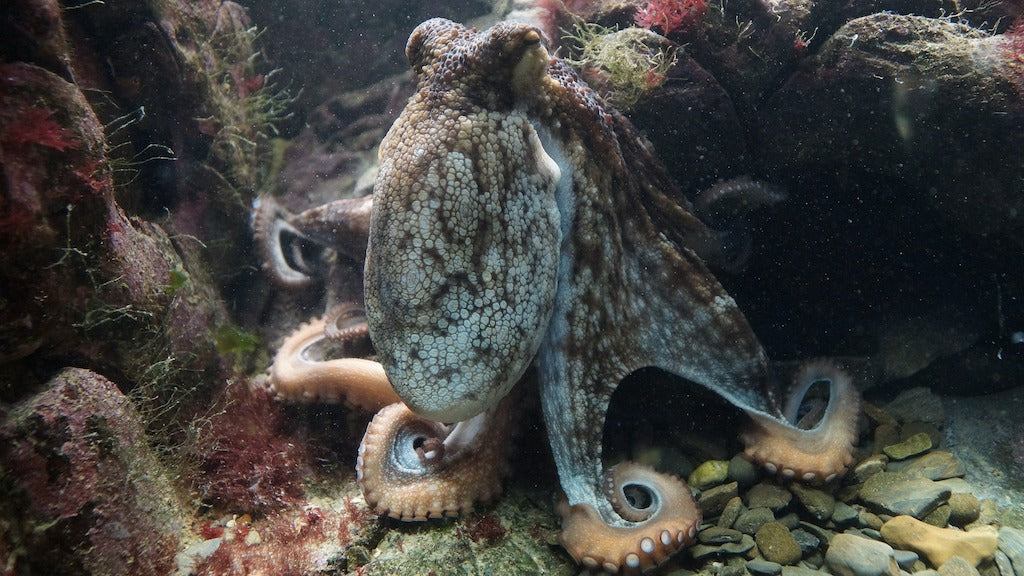 Octopus fun facts