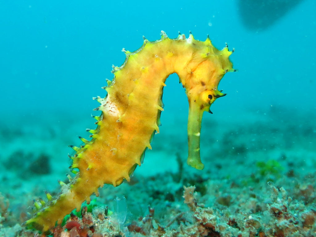 seahorse fun facts