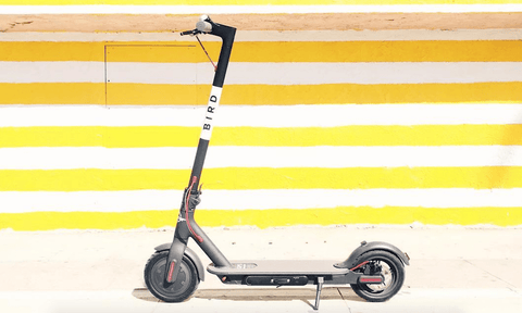 where should I buy a bird scooter