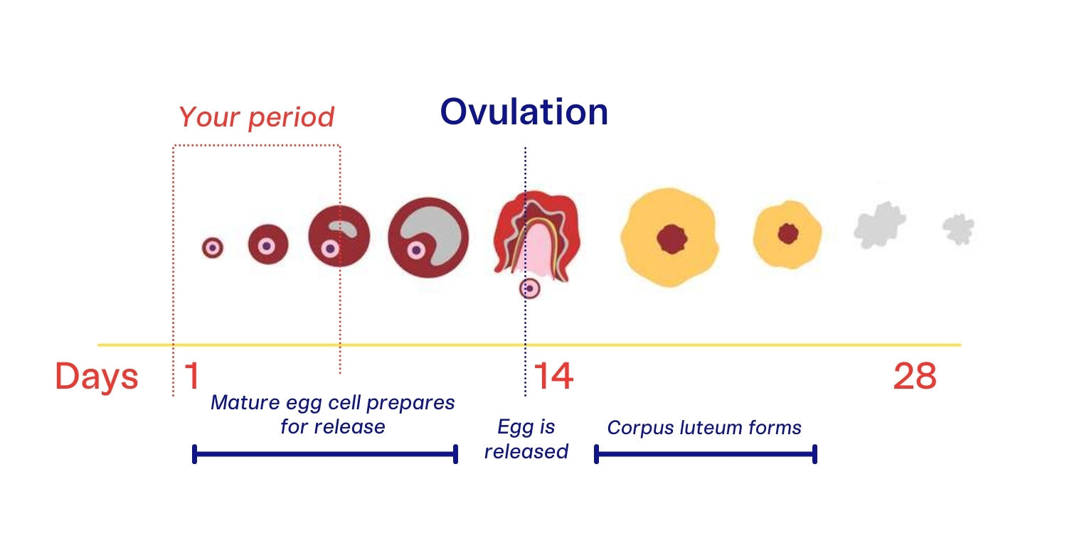 Why Are My Cramps So Bad All of a Sudden? – De Lune