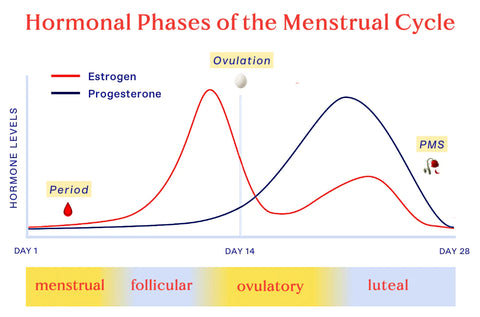 A photo of the different hormone levels throughout the menstrual cycle