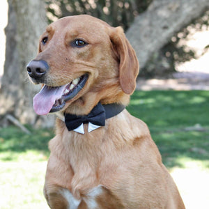 navy blue dog bow tie