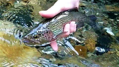 Speckled Rainbow Trout Released in mountain stream
