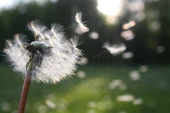 blowing a dandelion and wishes on the wind