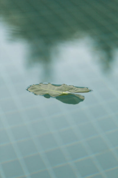 hoja flotando sobre el agua