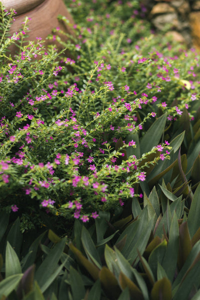 jardín de flores