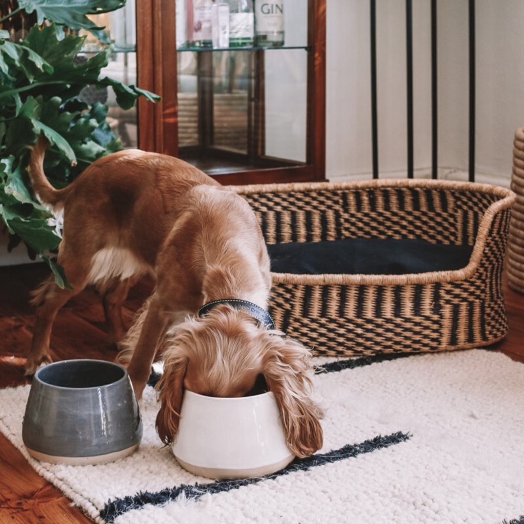 ceramic long eared dog bowl