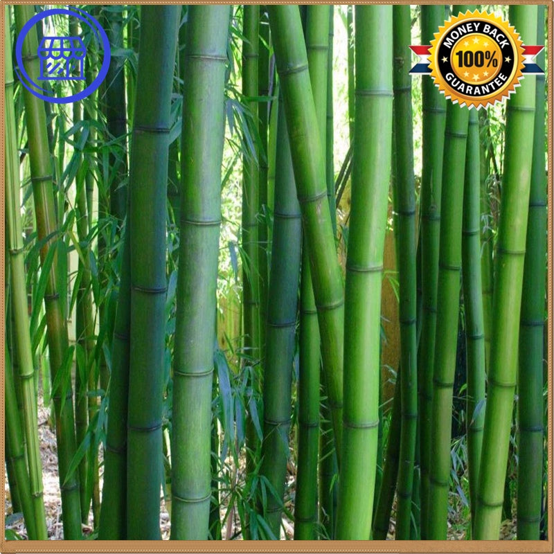 chinese moso bamboo