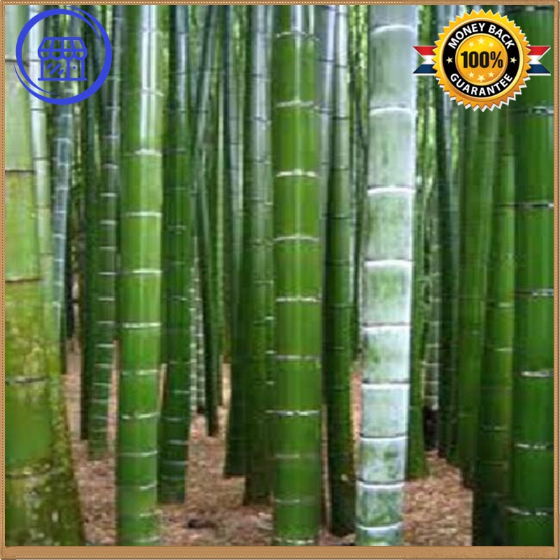growing moso bamboo from seed