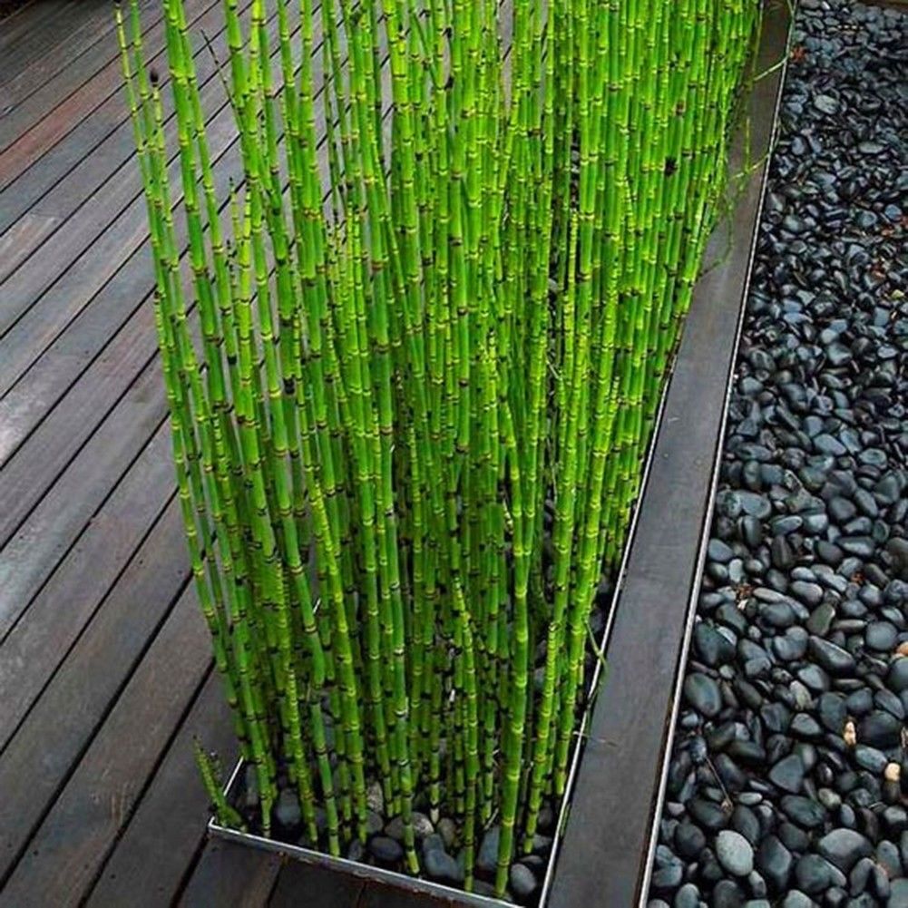 Rare Mini Black Moso-Bamboo Tree Seeds Plants Decor Indoor Home Garden | Bamboo Seeds