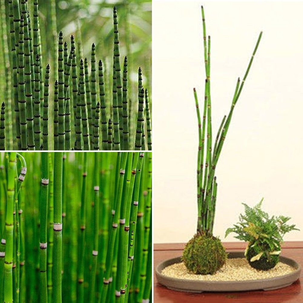 moso bamboo plants for sale