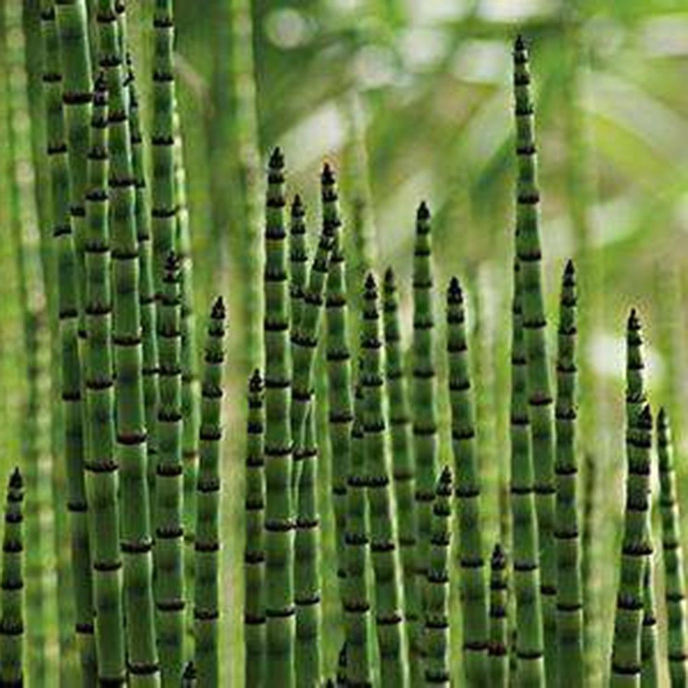 moso bamboo plant
