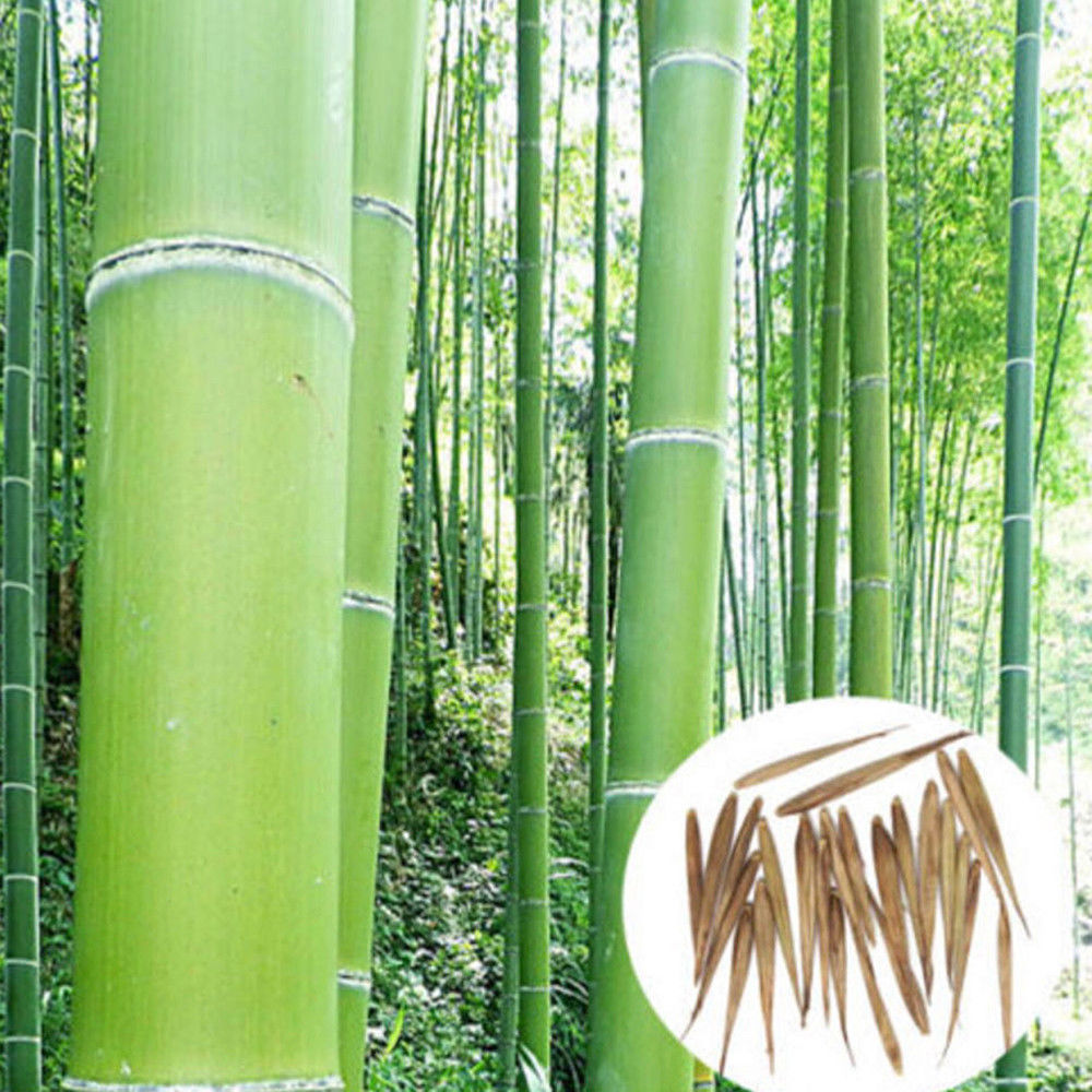 Phyllostachys pubescens семена