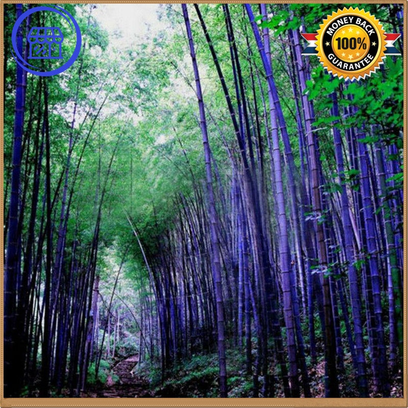 RARE Purple Bamboo - Timor Bambusa Lako | Bamboo Seeds Shop