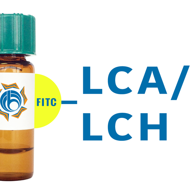 Lens culinaris Lectin (LCA/LCH) - FITC (Fluorescein)