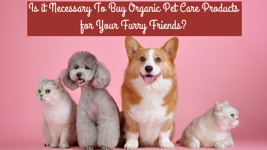 Is it Necessary To Buy Organic Pet Care Products for Your Furry Friends?