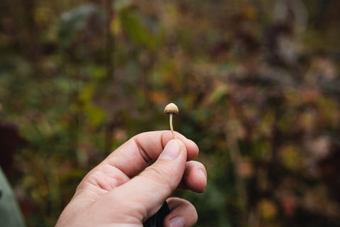Psychedelics in Therapeutic Practice: An In-depth Exploration