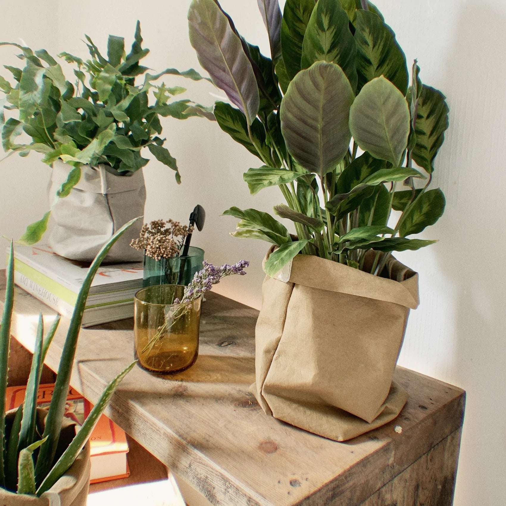 Plantas naturales de interior para regalar en Navidad