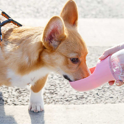 4 in1 Portable Dog Water Bottles – Paws N' Claws Boutique