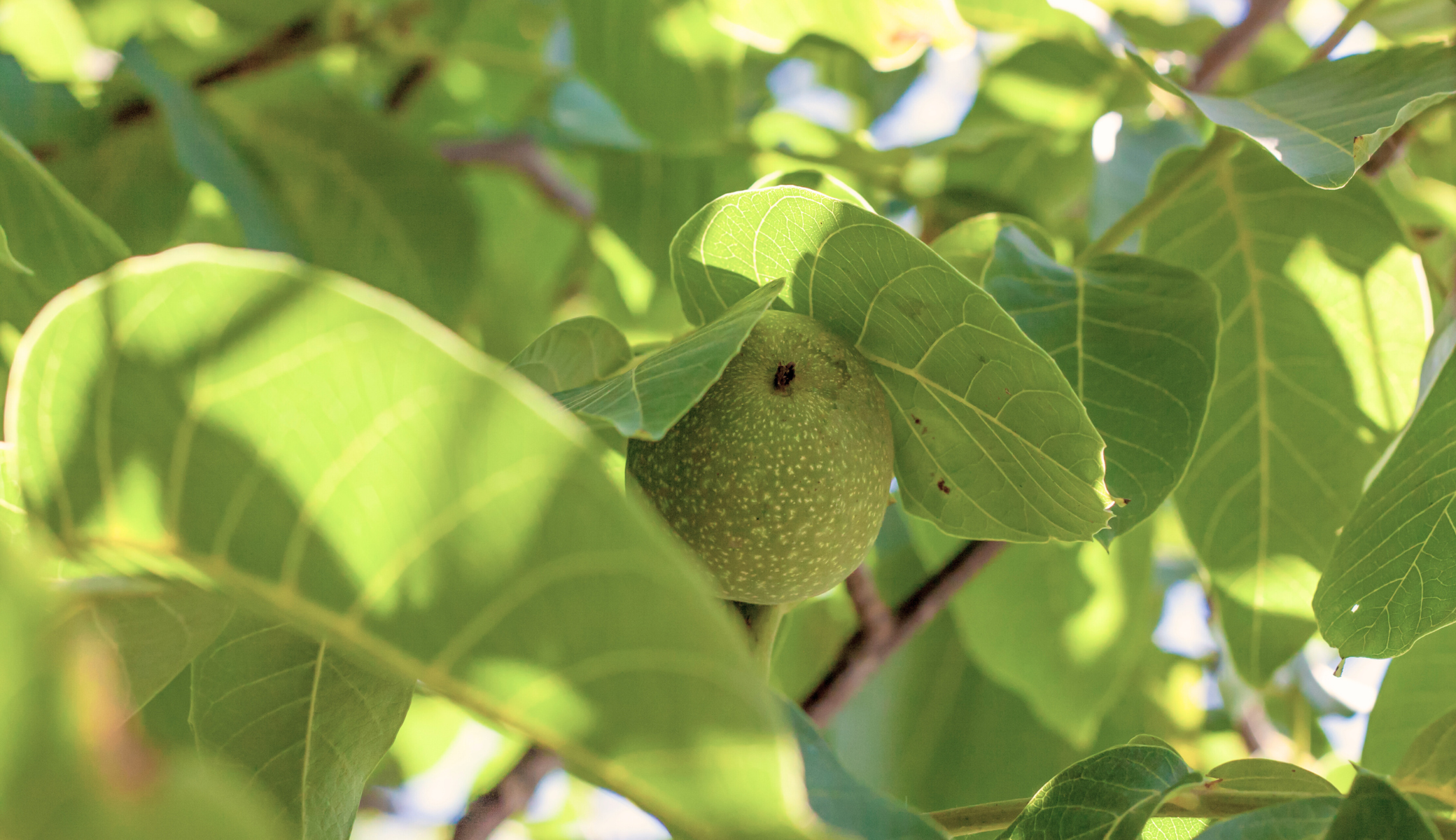 Walnut nut in a green shell growing on the tree