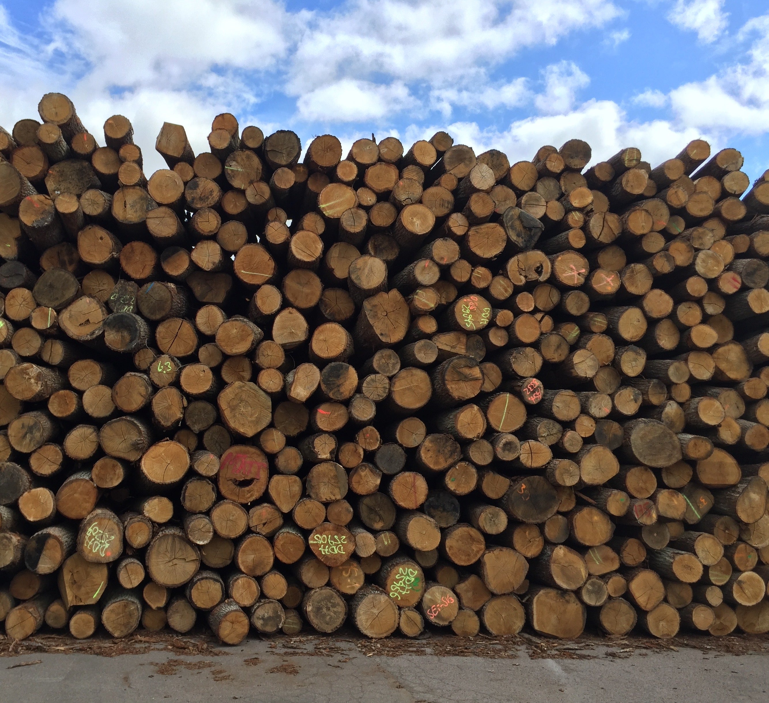 Stacked logs at a sustainable hardwood flooring factory in Sweden