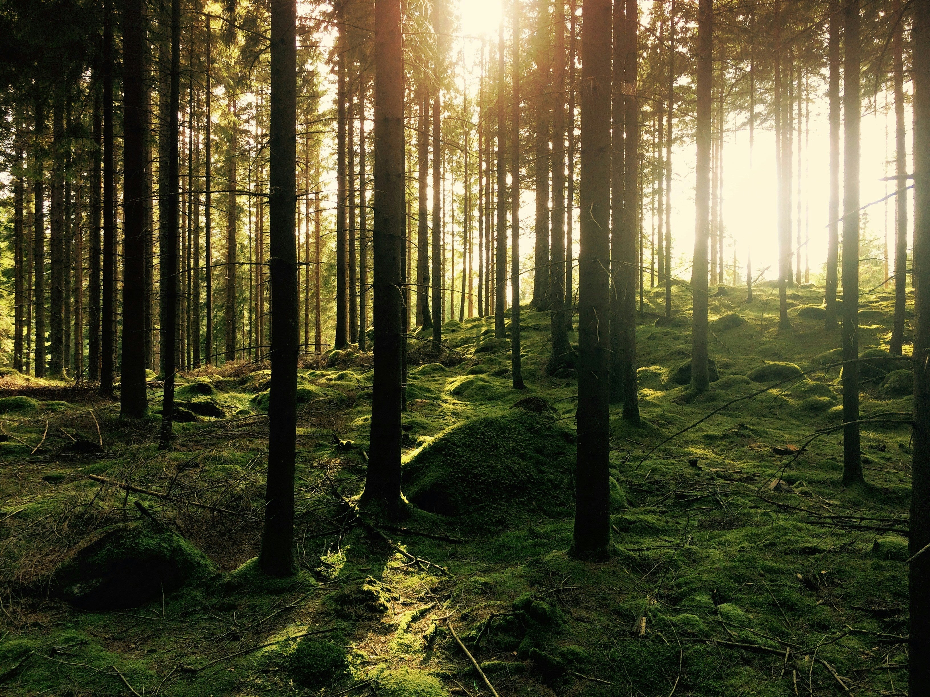 A Scandinavian forest in the southern Sweden town of Hästhult