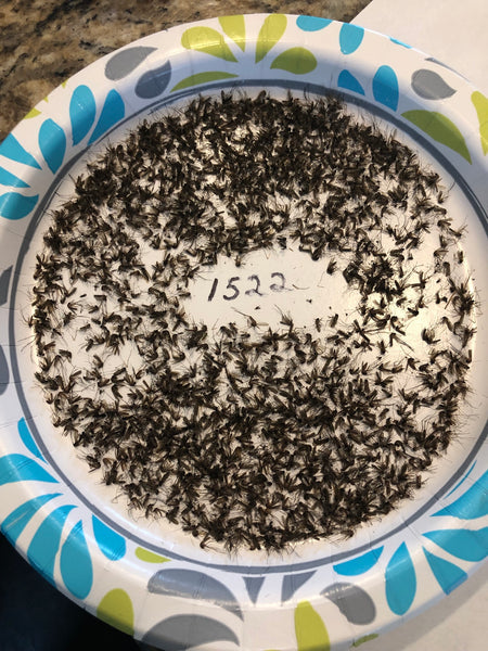 Jud trapped1522 mosquitoes in 48h with his BG-mosquitaire biogents