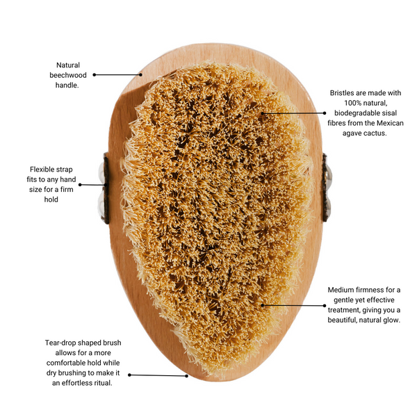 Detox Dry Brush Anatomy