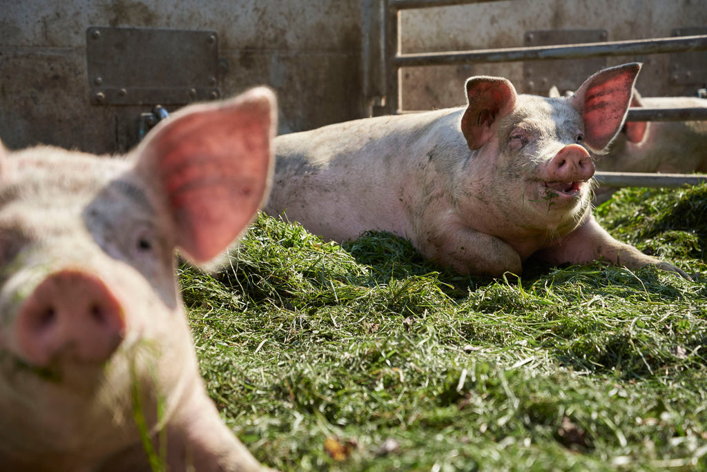 Grasfütterung Schweine