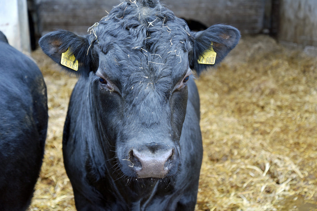 Angusrind aus Weidehaltung. Fleisch in Berlin kaufen.