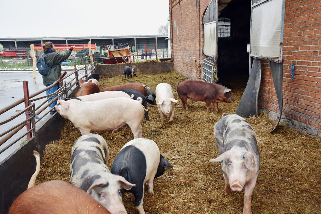 BIO Schweinefleisch in Berlin kaufen