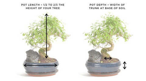 How To Choose Your Bonsai Pot