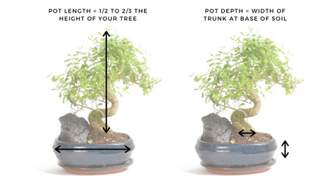 Choosing the Right Pot Size for Bonsai Trees