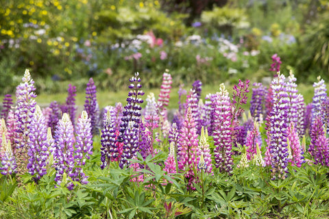 Lupins