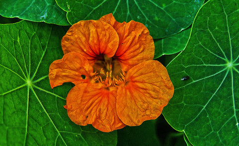 Nasturtium