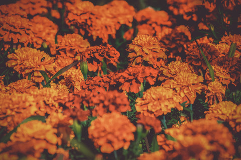 Marigolds