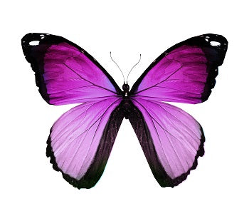 farfalla butterfly