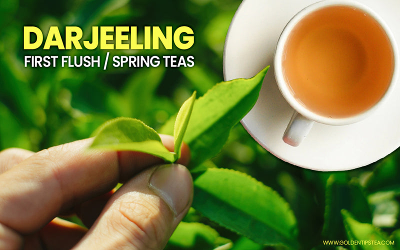 Darjeeling First Flush & Spring Teas Golden Tips