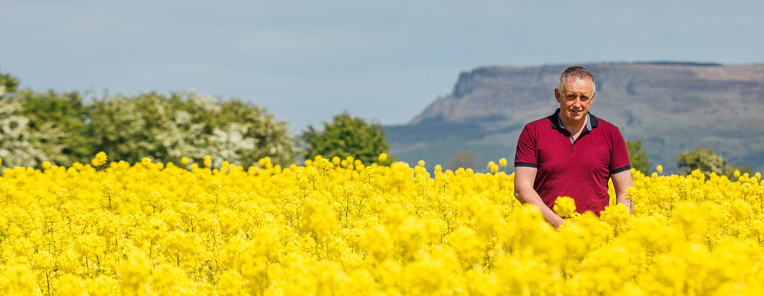 Rapeseed Field Limavady Rapeseed Oil Producer UK Buy Online