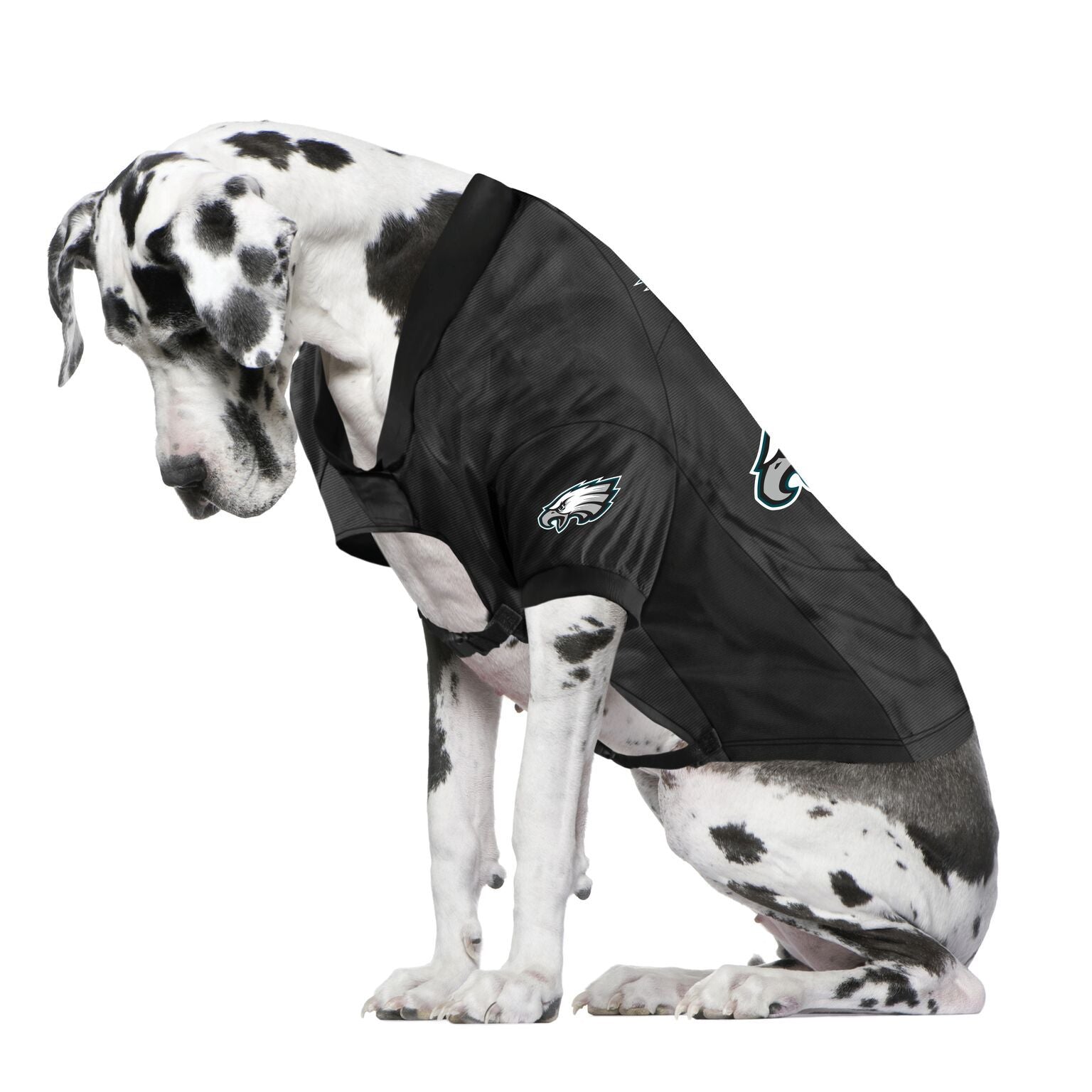 eagles pet jersey