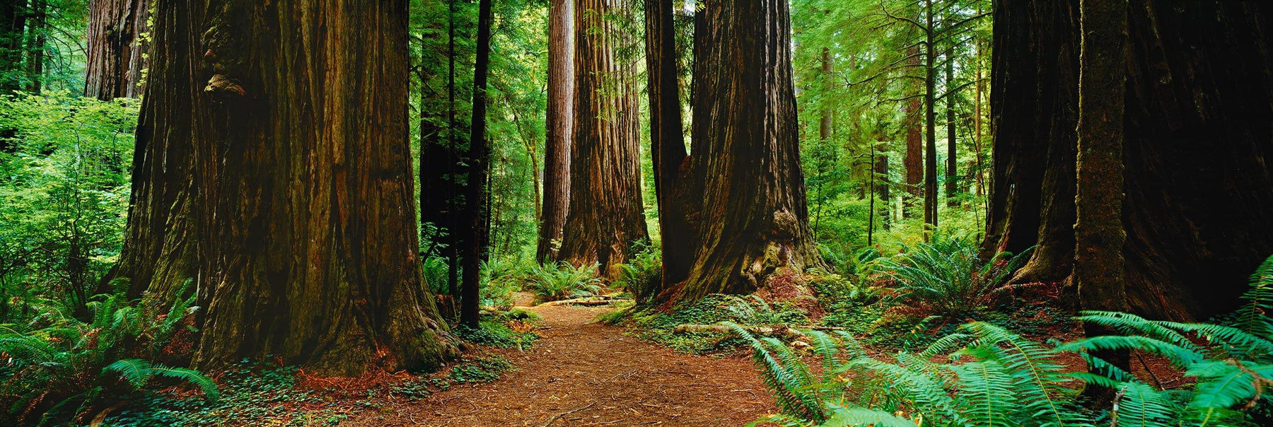 Ảnh nghệ thuật rừng thông đỏ - Hay đến ngay với bức ảnh nghệ thuật về rừng thông đỏ, mang đến cho bạn cảm giác như đang đứng giữa khu rừng tuyệt đẹp với ánh sáng và bóng râm xen kẽ.