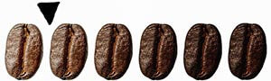 Specialty Coffee beans lined up from light to dark roast also has arrow pointing on the lighter side