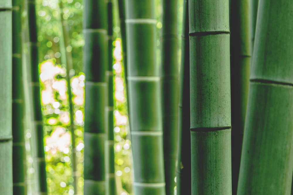 Bamboo forest, bamboo benefits