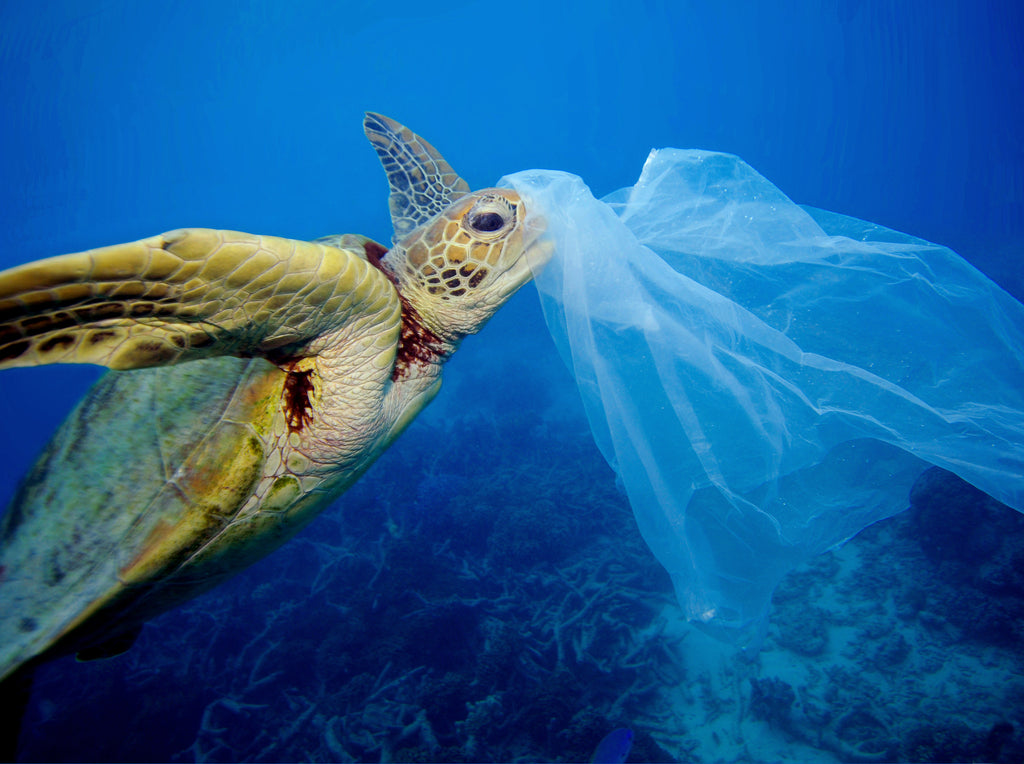 A Sea Turtle With a Plastic Straw Stuck Up Its Nose Has Some